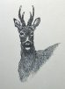 drawing.deer2.jpg
