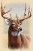 whitetail-deer-head.jpg