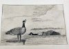 etching.canada.geese.jpg