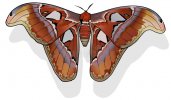 atlas-moth-atlas-moth-beautiful-colorful-butterfly-isolated-white-background-vector-illustrati...jpg