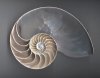 nautilus-shell.jpg