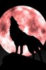howling_wolf_moon.jpg