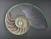 nautilus-shellscroll.jpg